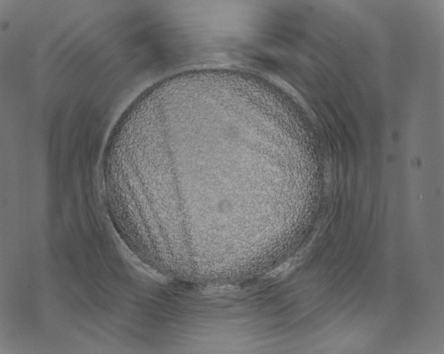 X0000072991466200608211503