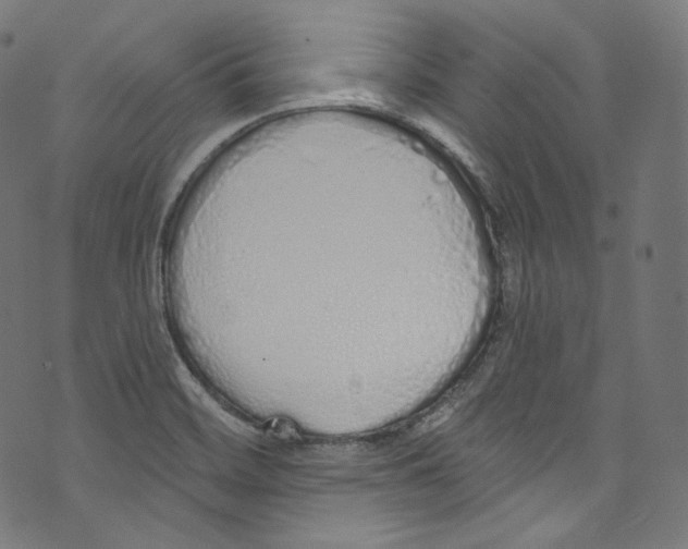 X0000072991468200608211503