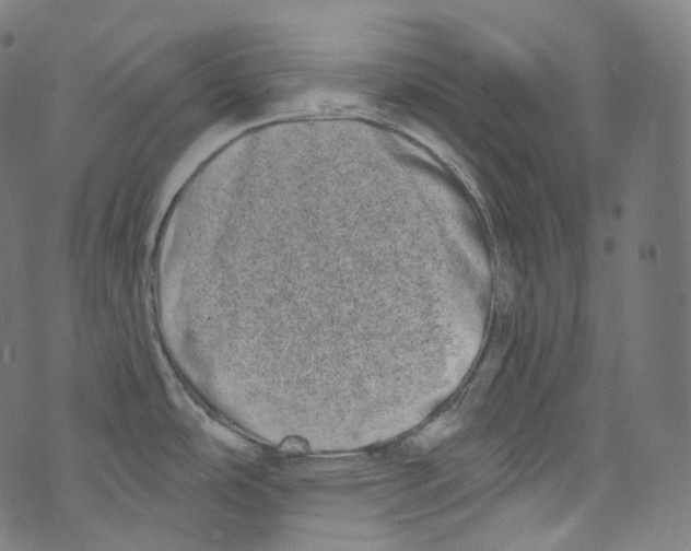 X0000072991486200608211503