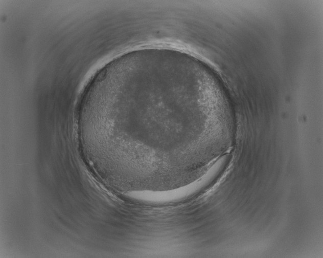 X0000072991506200608211503