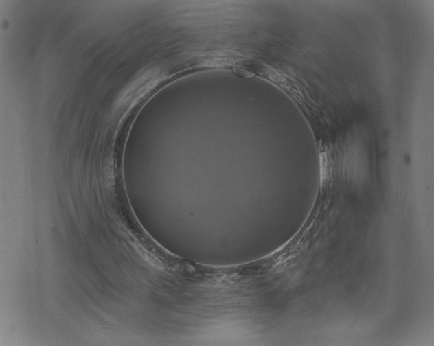 X0000073390243200607281106