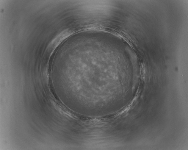 X0000073390290200607281106
