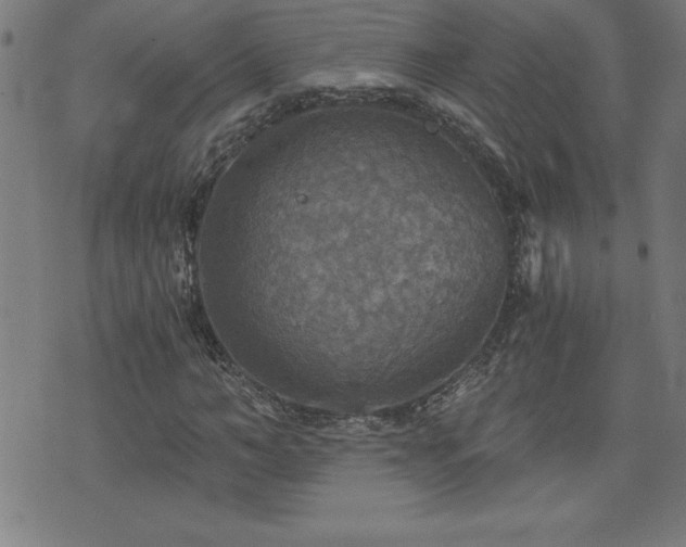 X0000073390966200607281055