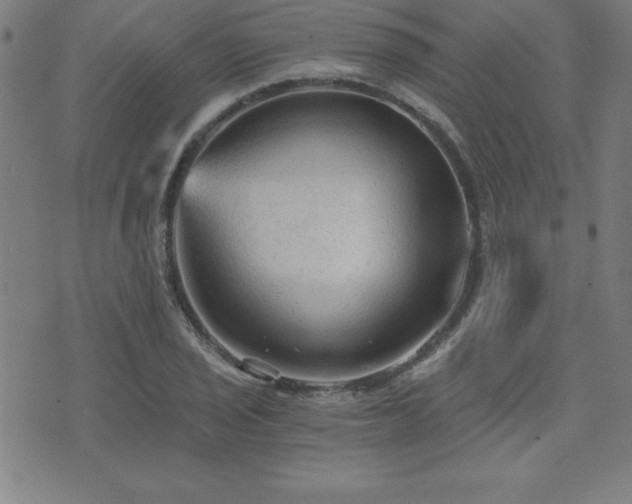 X0000073391029200607281054
