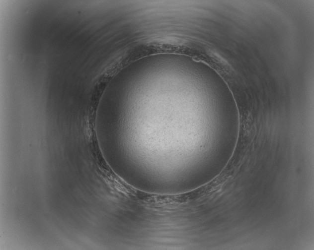 X0000073390774200608040900
