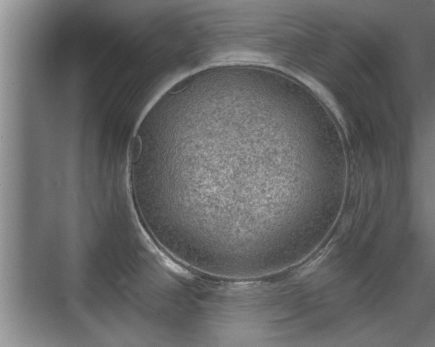 X0000073391390200608040850