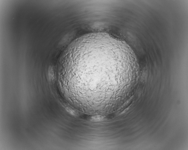 X0000073390335200608111239