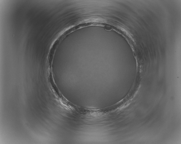 X0000073391117200608111226
