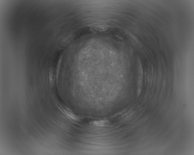 X0000073390134200608181013