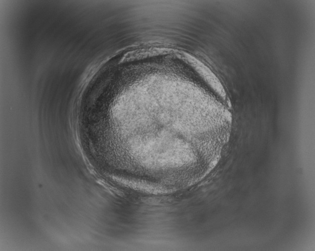 X0000073390241200608181010