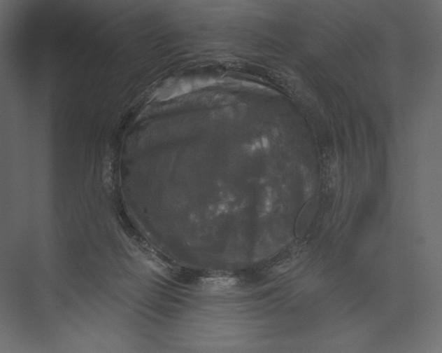 X0000073390266200608181011
