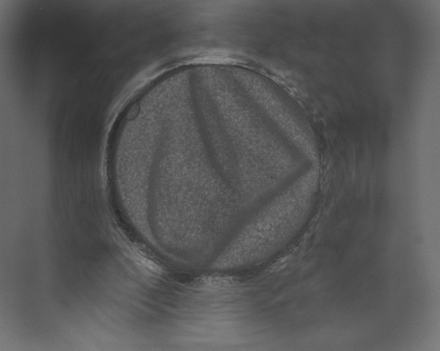 X0000073390296200608181010