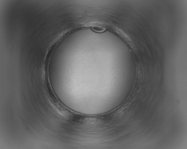 X0000073390298200608181010