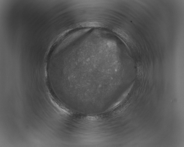 X0000073390302200608181010