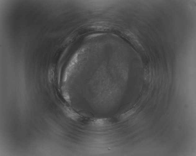 X0000073390382200608181010