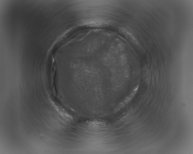 X0000073390400200608181009