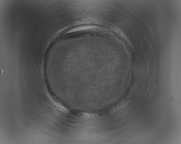 X0000073390442200608181007