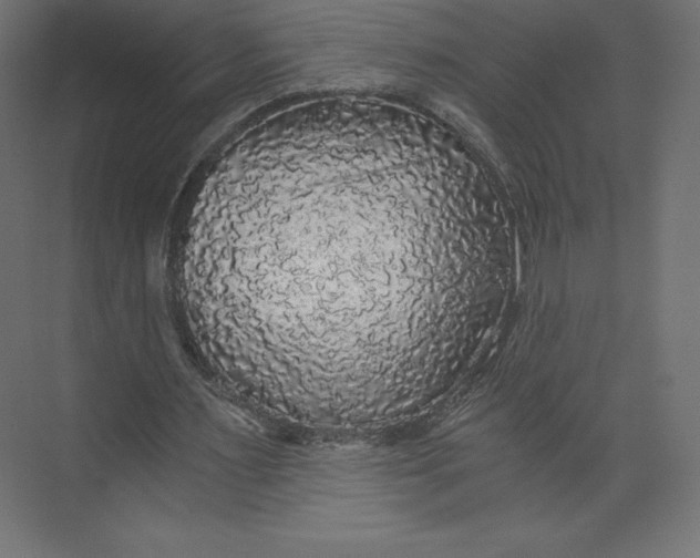 X0000073390483200608181007