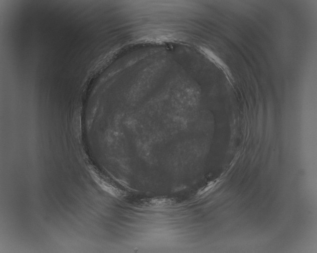 X0000073390493200608181007