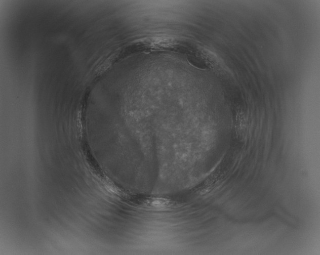 X0000073390506200608181007