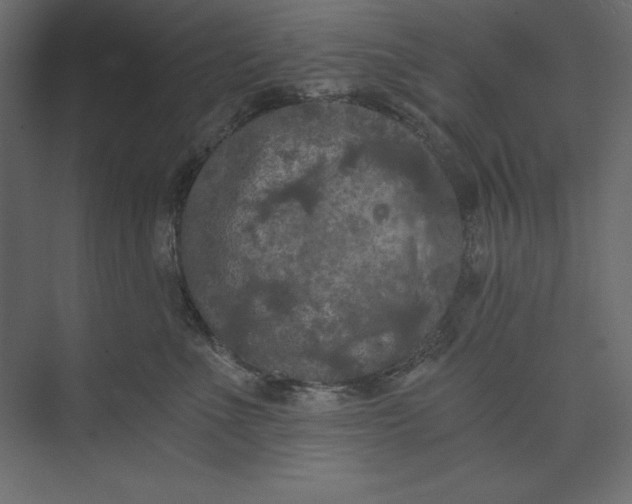 X0000073390523200608181007