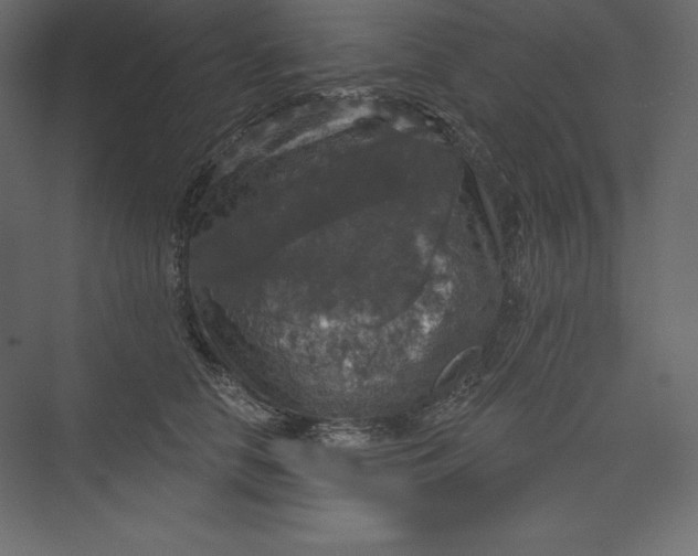 X0000073390658200608181005