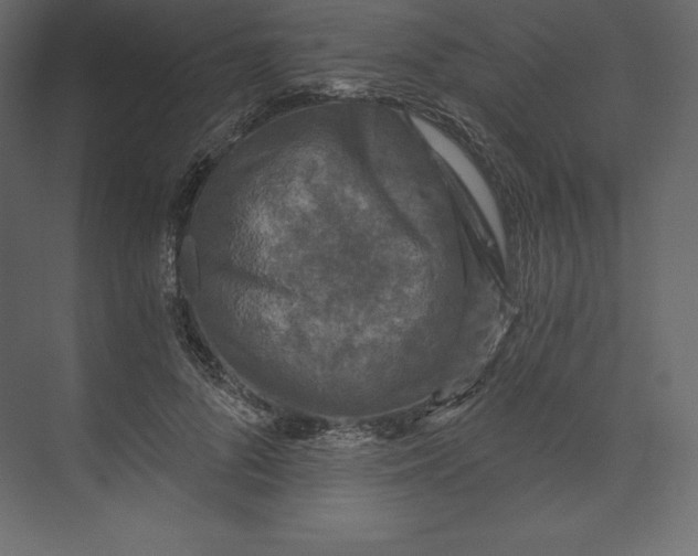X0000073390696200608181004
