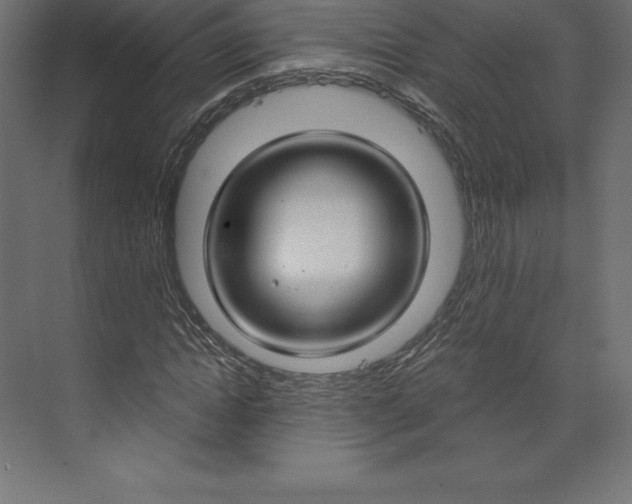 X0000073390822200608181001