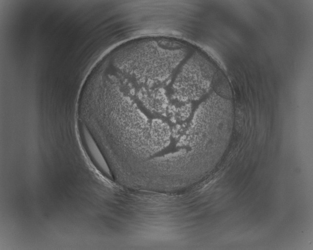 X0000073390895200608181000