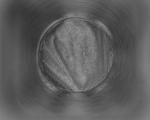 X0000073391052200608180958