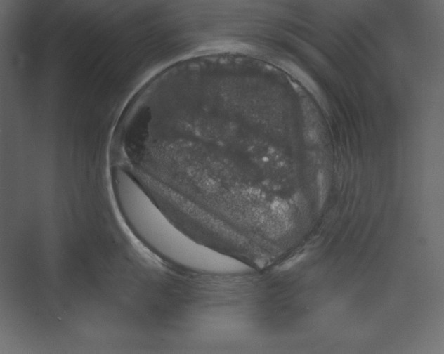 X0000073391055200608180958