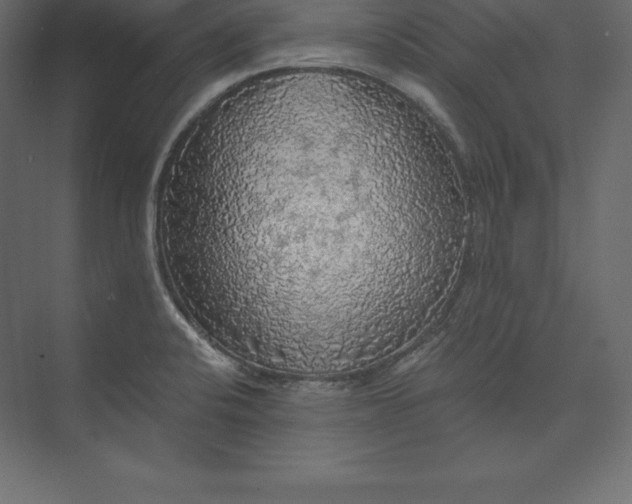 X0000073391424200608180952