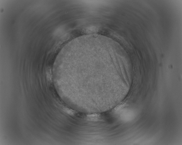 X0000073390240200608251442