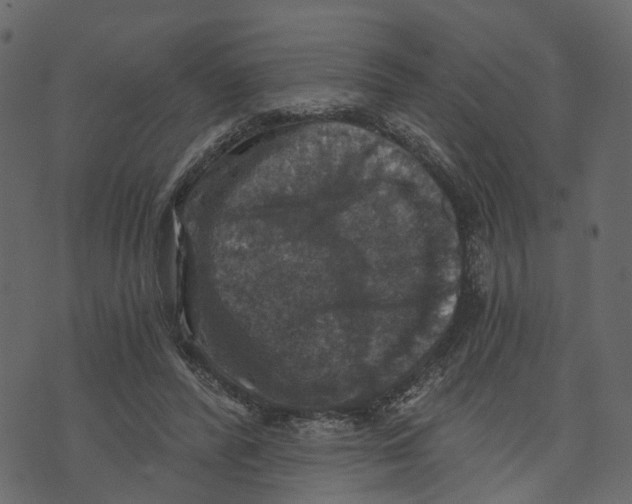 X0000073390400200608251439