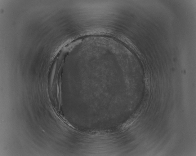 X0000073390434200608251438