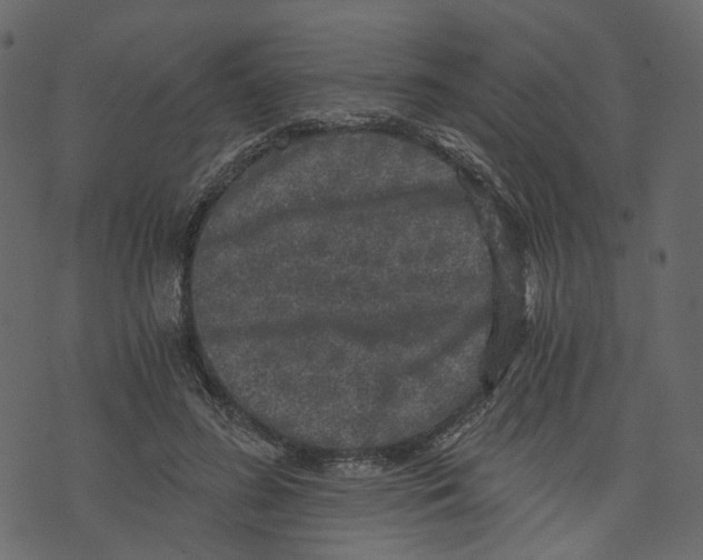 X0000073390596200608251436