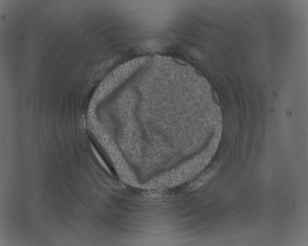 X0000073390624200608251436