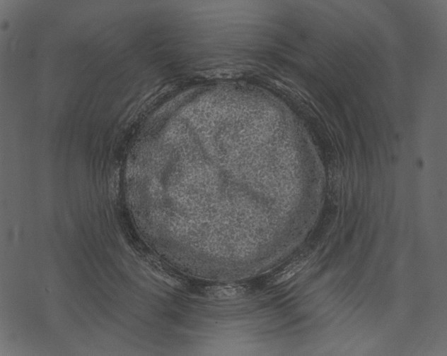 X0000073390652200608251435