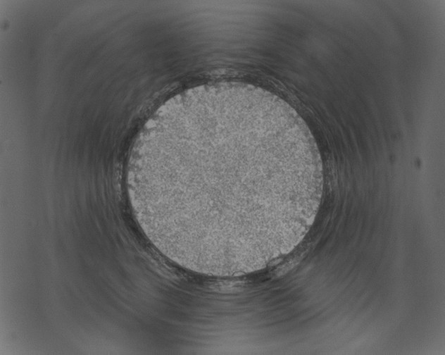 X0000073390664200608251435