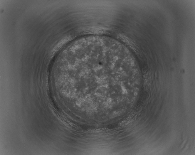 X0000073390679200608251435