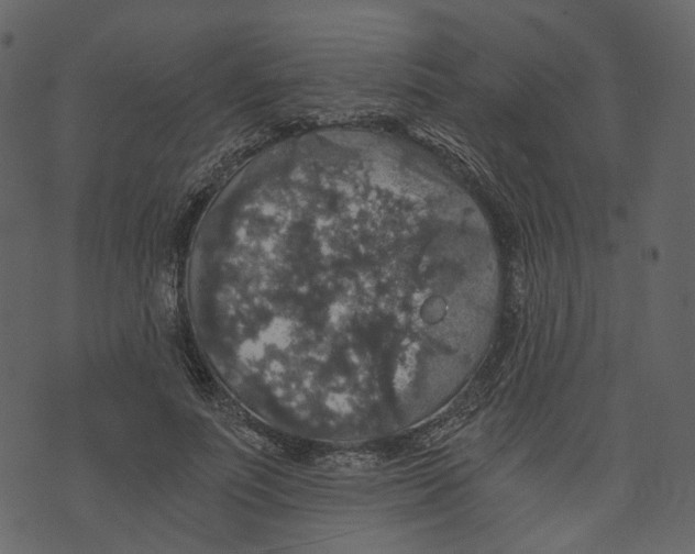 X0000073390691200608251434