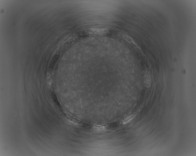 X0000073390701200608251434