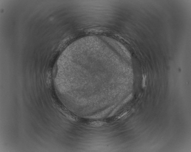 X0000073390708200608251434