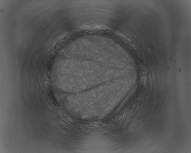 X0000073390966200608251430