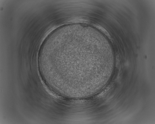 X0000073391039200608251429