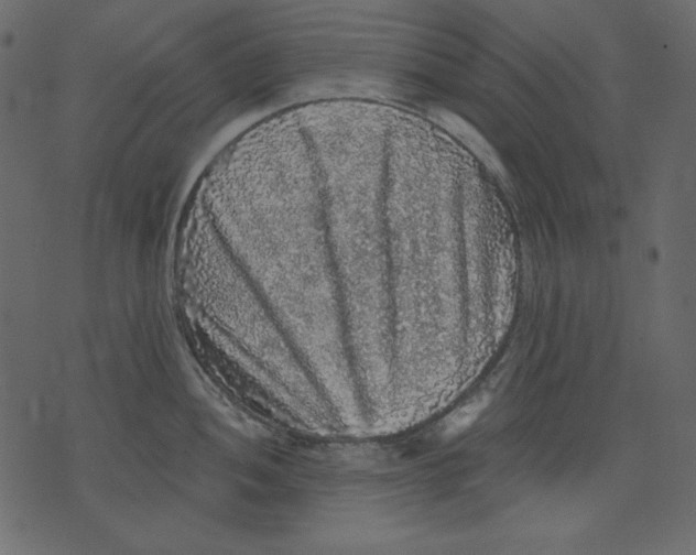 X0000073391052200608251429