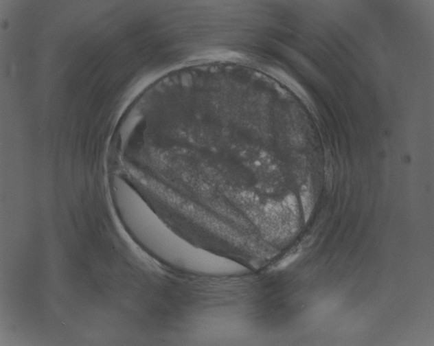 X0000073391055200608251429