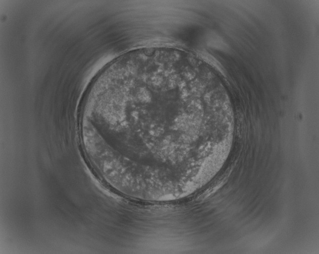 X0000073391087200608251428
