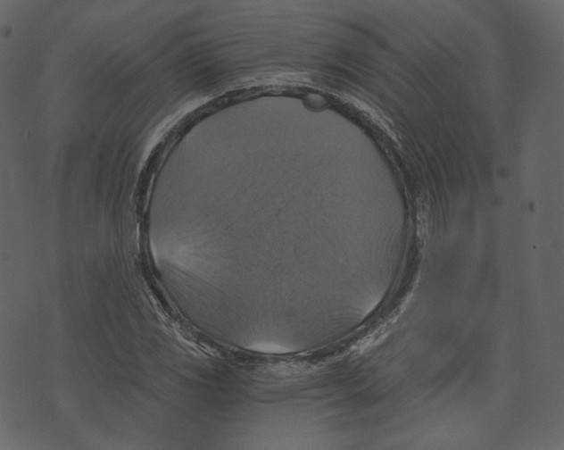 X0000073391117200608251427