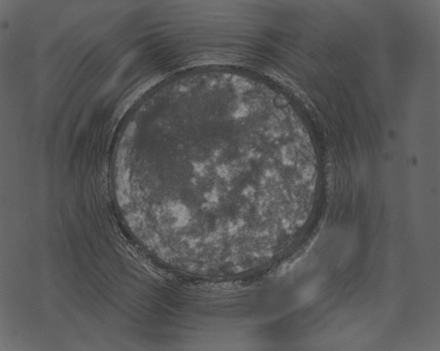 X0000073391121200608251427